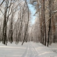 В лесу декабрьском гуляя... :: Андрей Заломленков