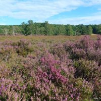 Fischbeker Heide Hamburg :: Nina Yudicheva