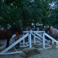 не просто кони...а тоже участники исторического фестиваля :: Галина R...