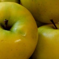 Яблоки сорта Медок и на вкус медовые :: Надежд@ Шавенкова