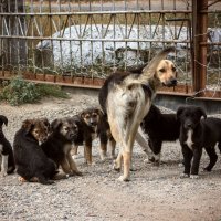 Дружная семья :: Юрий Глаголистов