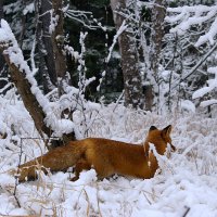 Случайная встреча в Дальневосточной тайге. :: Татьяна Башкирова