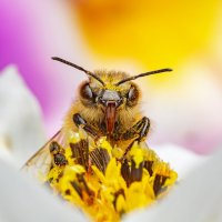 Пчела :: Radiarest 