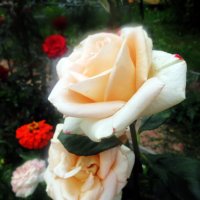 Розы чайная роза :: Лариса 