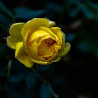 Желтая роза :: gribushko грибушко Николай