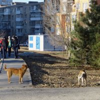 В начале зимы :: Татьяна Смоляниченко