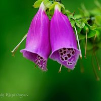Наперстянка пурпурная ядовитое растение :: Анатолий Клепешнёв