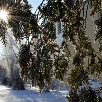 Мороз и солнце :: Владимир Помазан