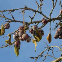 Плоды алычи остались на дереве, теперь уже замороженные... :: Татьяна Смоляниченко