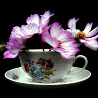 Когда тебя нет из чайной чашки твоей пьют воду цветы :: TAMARA КАДАНОВА