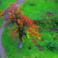 Рисует осень акварелью свой  незатейливый пейзаж... :: Ольга (crim41evp)