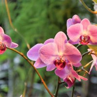 орхидея :: Владимир Холодницкий