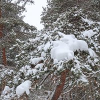 Снег на ветвях :: Александр Синдерёв