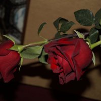 розы :: Vlad Proshin 
