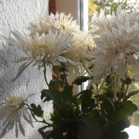 Белые хризантемы :: Наталья 