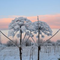 Зимние цветы. :: Александр Зуев