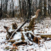 Экибана зимнего леса :: Юрий Стародубцев