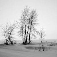 Оголённые деревья и кустарники. Зима. :: Мила Бовкун