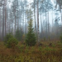 Туманное утро в осеннем лесу :: Александр Игнатьев