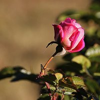 Вернутся радости и грезы: как хороши тогда, как свежи будут розы! :: Tatiana Markova