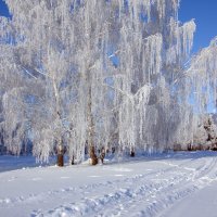 Лес зимой :: Светлана Медведева 