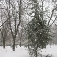 Ростовский снегопад :: Нина Бутко