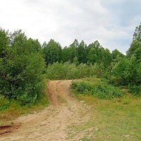 Дорога в лесу :: Вера Щукина