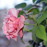 Карликовая роза :: Татьяна Ларионова