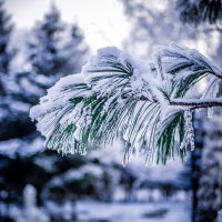 Зима :: Елена Берсенёва