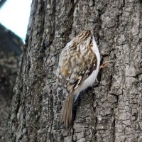 Пищуха (Certhia familiaris) :: Александр Чеботарь