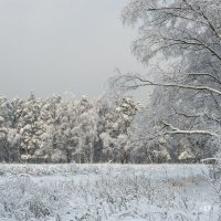 На зимней опушке :: Валерий Иванович