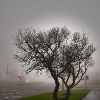 Туман в городе :: Денис Кашкан