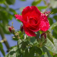Красная роза в каплях воды :: Александр Синдерёв