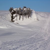 И на камнях растут деревья.. :: Любовь Иванова