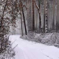 Декабря снеговое затишье... :: Лесо-Вед (Баранов)