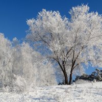 Первые морозы :: Владимир Звягин