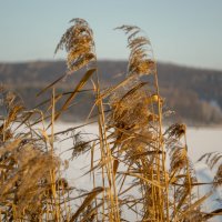 осока :: Денис Геранькин