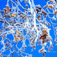 Липы нежные, кружева снежные... :: Восковых Анна Васильевна 