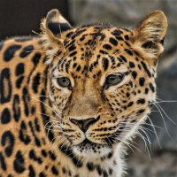 Леопард. :: аркадий 