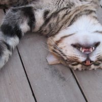 улыбка чеширского кота :: Елена Шаламова
