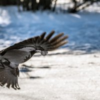 Ворона с добычей... :: Владимир Безбородов