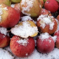 Яблоки на снегу, розовые на белом... :: Татьяна Трофимова 