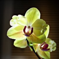 Нежный аромат распустившейся орхидеи напоминает о тебе в пустой комнате. :: Павел Fotoflash911 Никулочкин