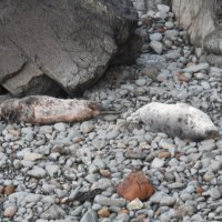 Малыши тюлени спят :: Natalia Harries