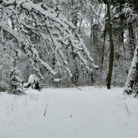 Зимний парк. :: Милешкин Владимир Алексеевич 