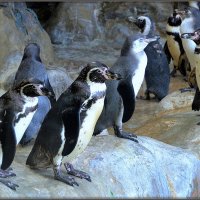 Пингвины-москвичи :: Mike Collie