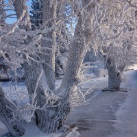 В белый снег укутались деревья :: Андрей Шаронов