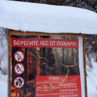 Береги лес!!! :: Радмир Арсеньев