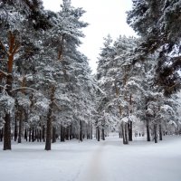 Очарование зимы... :: Анна Суханова