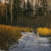 Зимними дорожками :: Сергей Цветков